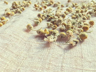 Organic dry chamomile for herbal tea