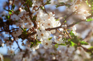 Branch of a flowering tree in warm sunlight. Spring sunny floral beautiful macro background. Tree in blossom. Artistic close-up photo.
