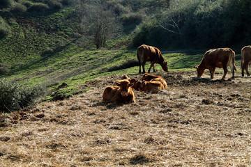 mucche marroni al pascolo