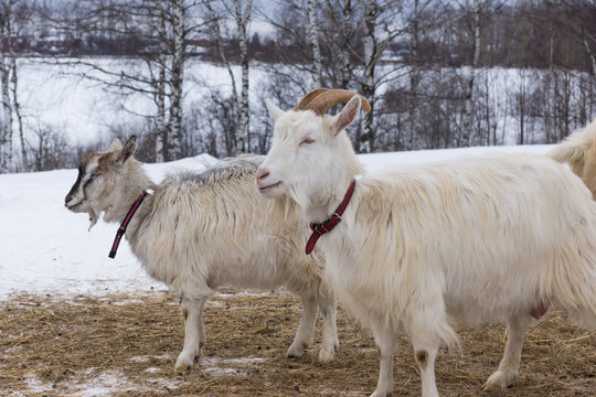 Goats on a farm in winter