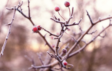 Beeren im Winter