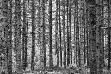 harmonic pattern of young trees in the french forest
