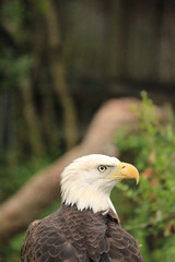 Portrait of a Bald Eagle 