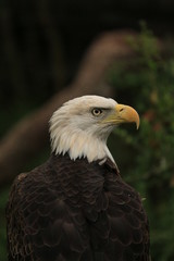 Portrait of a Bald Eagle 