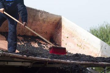 worker cleaning grapes from the truck
