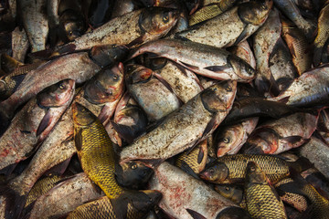 industrial fishing. illegal fishing and seafood.