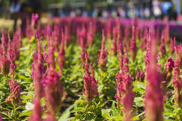 Beautiful flowers at Suan Luang. R.9, Thailand