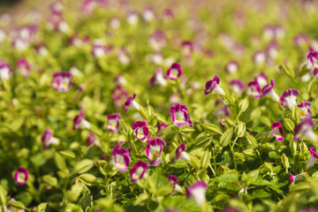 Beautiful flowers at Suan Luang. R.9, Thailand