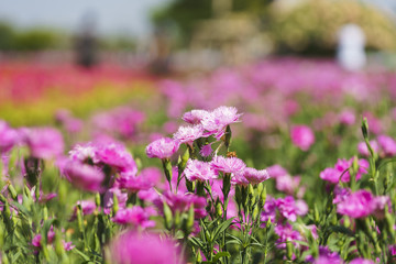 Fototapeta premium Beautiful flowers at Suan Luang. R.9, Thailand