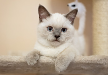 British cat - lilac point kitten