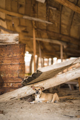 Brown Dog in a Shipyard