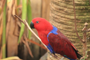 Eclectus Parrot