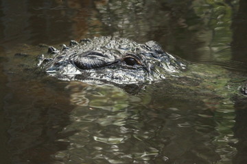 An Alligator Lurking In the Water / Florida Wildlife