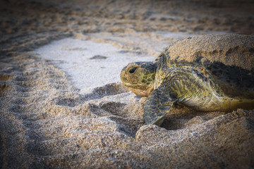 Turtle On A Beach
