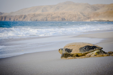 Turtle On A Beach