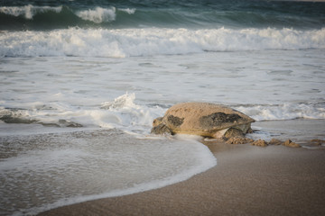 Turtle On A Beach