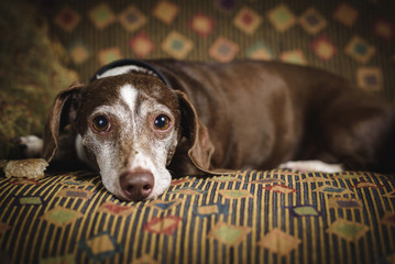 Dachshund on Couch
