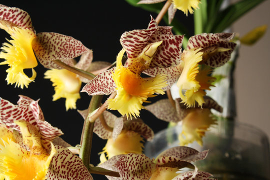 orchid Catasetum tigrinum or Catasetum fimbriatum