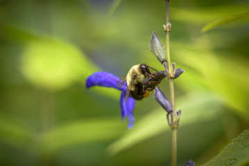 Bee on a Plant