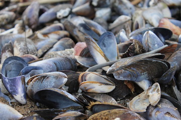 Conchas de mexilhão em Lisboa