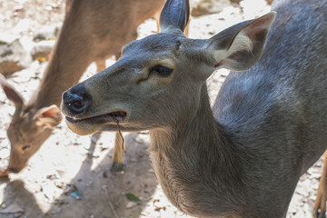 A deer is eating cassava in the zoo
