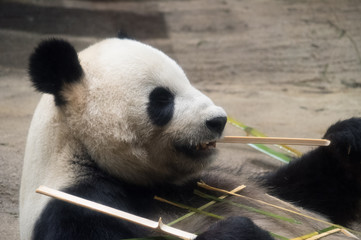 竹を食べるパンダ