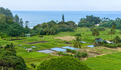 Tropical Seaside Farm - A neat seaside farm at north-east coast of Maui, as seen from the Road to...
