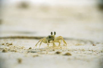 Little crab on a beach in Seychelles