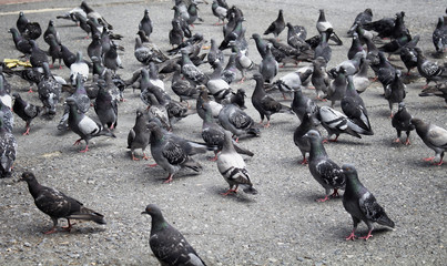 Many pigeons on ground - Powered by Adobe