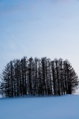 雪の丘とカラマツ林　美瑛町