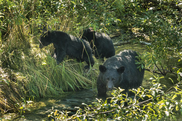 Naklejka premium Black Bear Family 
