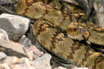 Crotalus molossus