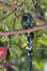 Green Wood Hoopoe (Phoeniculus purpureus), captive (native to Africa)