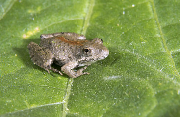 Blanchard’s Northern Cricket Frog (Acris crepitans blanchardi) on a leaf, Ames, Iowa, USA