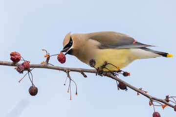 Cedar waxwing (Bombycilla cedrorum) feeding on crabapples, Ames, Iowa, USA.