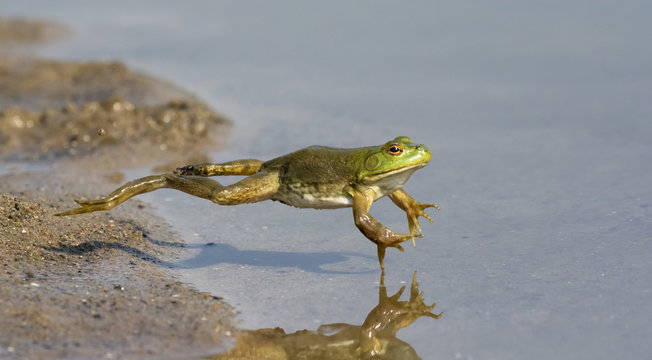 Adult American bullfrog (Lithobates catesbeianus) jumping in a forest lake, Ames, Iowa, USA
