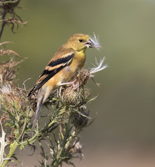 American goldfinch (Spinus tristis) female eating thistle seeds at a meadow, Ames, Iowa, USA