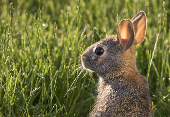 Young eastern cottontail (Sylvilagus floridanus) at backyard under evening sun, Ames, Iowa, USA