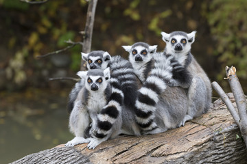A group of ring-tailed lemurs (Lemur catta) warming each other on a tree log, captive. © Ivan Kuzmin