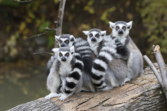 A group of ring-tailed lemurs (Lemur catta) warming each other on a tree log, captive.
