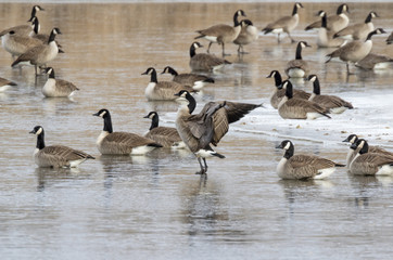 Flock of Canada geese (Branta canadensis) on a frozen lake, Ames, Iowa, USA