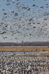 Fall migration of snow geese (Chen caerulescens), Loess Bluffs National Wildlife Refuge, Missouri, USA
