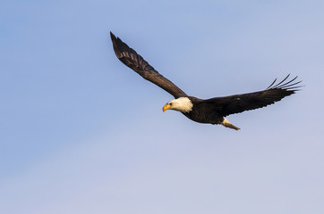 Bald eagle (Haliaeetus albicilla) flying, Mississippi river, Iowa, USA