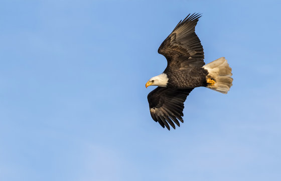 Bald eagle (Haliaeetus albicilla) flying, Mississippi river, Iowa, USA
