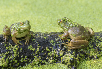Two American bullfrogs (Lithobates catesbeianus or Rana catesbeiana) seating on rotten wood in a lake covered by duckweed, Ledges State Park, Iowa, USA.