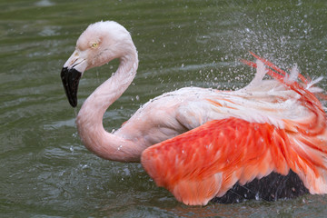 Chilean flamingo (Phoenicopterus chilensis) washing and preening, captive.