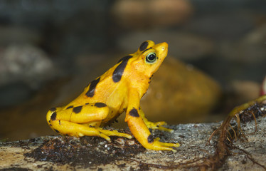 Endangered Panamanian Zetek's golden frog (Atelopus zeteki), captive (native to cloud forests of...