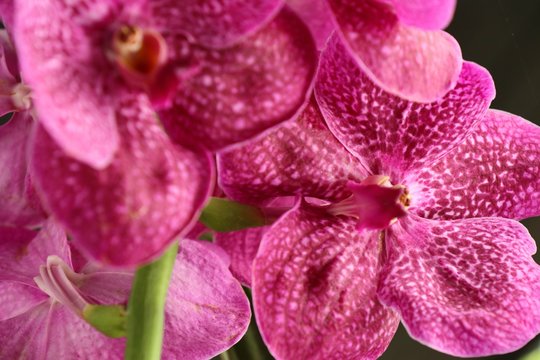 Pink vanda orchids flower