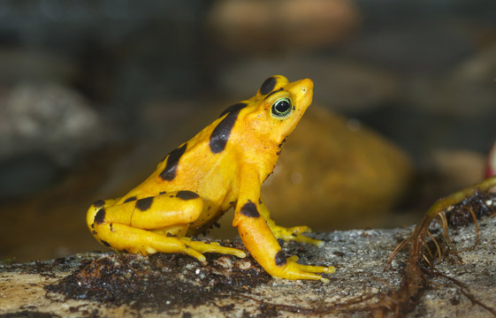 Endangered Panamanian Zetek's golden frog (Atelopus zeteki), captive (native to cloud forests of Panama, Central America).