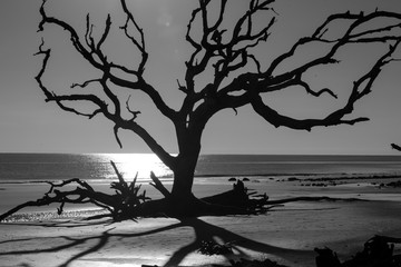 Black and white driftwood tree